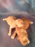 Two Female, Four Male Cockapoo puppies for sale|Iowa Breeder with Cockapoos ready soon!